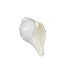 Shankha